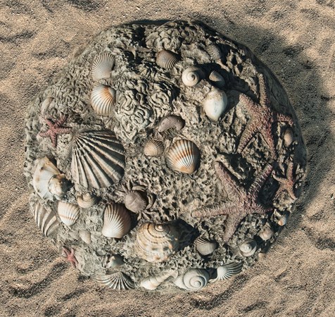 Fossil Digs Sea Shells